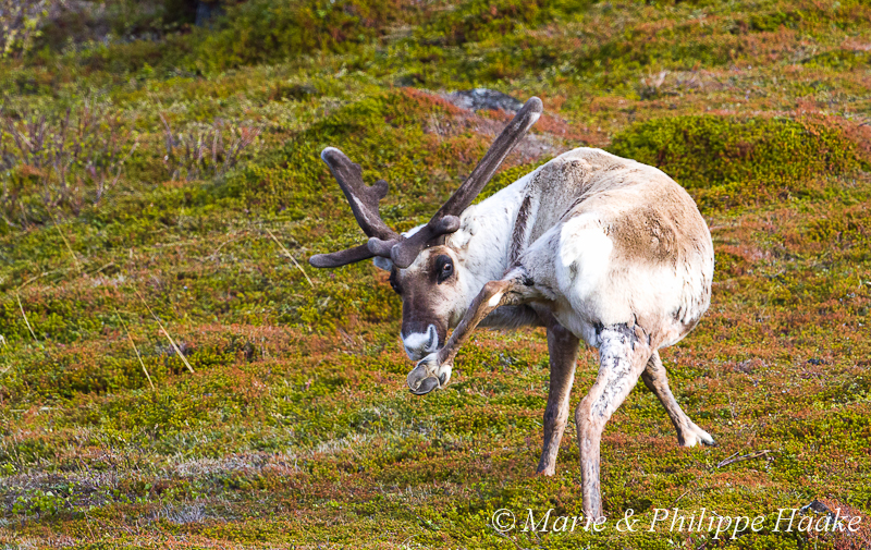 Renne 6291.jpg - Renne, reindeer (Norvège, mai 2012)